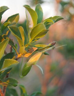 Eremophila serrulata flower.jpg
