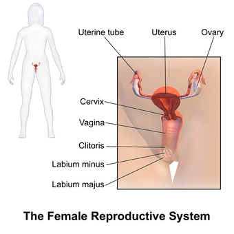 Blausen 0399 FemaleReproSystem 01.png