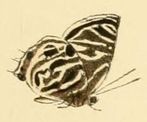 Anthene lysicles1.JPG