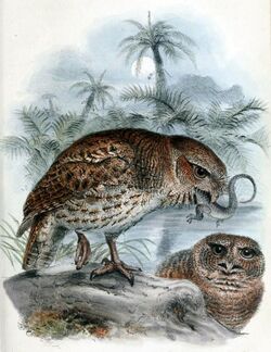 Megascops nudipes newtoni.jpg