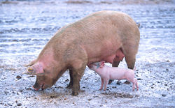 Sow with piglet