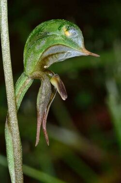 Pterostylis pusilla.jpg