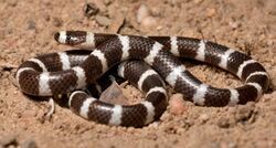 Eastern Bandy-bandy, Vermicella annulata (23111409351).jpg