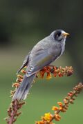 Noisy Miner on flowers.jpg