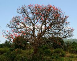 Erythrina abyssinica (2), crop.jpg