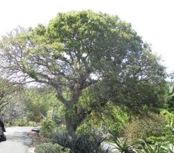 MCBG Erythrina abyssinica, crop.jpg