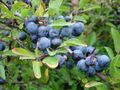 Sloe or blackthorn, Prunus spinosa