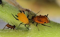 Aphids