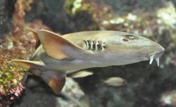 Chiloscyllium griseum Oceanopolis.jpg