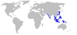 Chiloscyllium griseum distmap.png