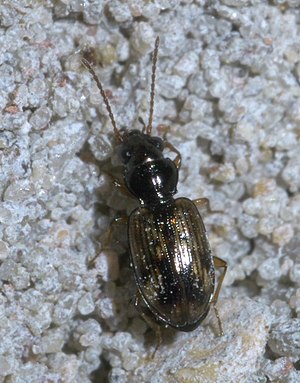 Bembidion impotens P1600555a.jpg