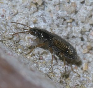 Bembidion impotens P1600560a.jpg