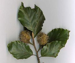 European Beech leaves and cupules