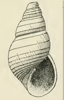 Odostomia excisa 001.png