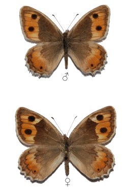 Pseudochazara watsoni.jpg