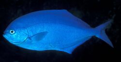 Scorpis violacea (Blue maomao).jpg