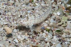 Xenopoclinus kochi.jpg