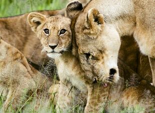 Head rubbing among pride members is a common social behaviour.