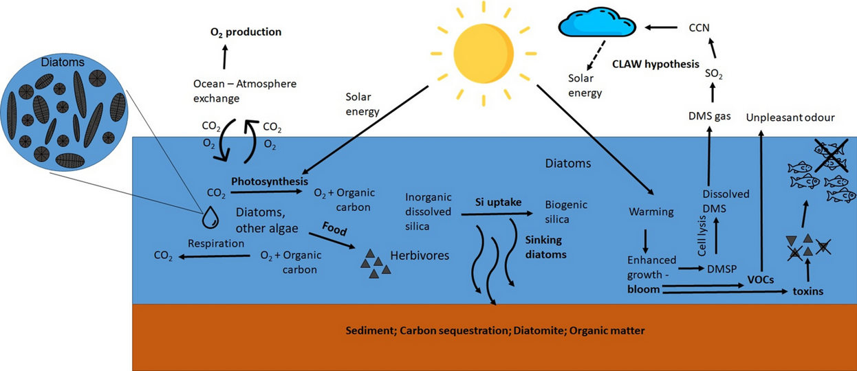 CNN = cloud condensation nuclei, DMS = dimethylsulphide, DMSP = dimethylsulfoniopropionate, VOCs = volatile organic compounds, dashed arrow: negative effect, solid arrow: positive effects