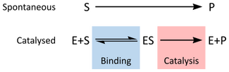 Schematic reaction diagrams for uncatalzyed (Substrate to Product) and catalyzed (Enzyme + Substrate to Enzyme/Substrate complex to Enzyme + Product)