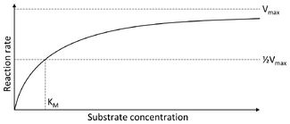 A two dimensional plot of substrate concentration (x axis) vs. reaction rate (y axis). The shape of the curve is hyperbolic. The rate of the reaction is zero at zero concentration of substrate and the rate asymptotically reaches a maximum at high substrate concentration.