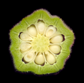 Cross-section of a pod
