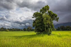 Leafy tree in green paddy fields.jpg
