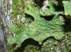 A green, leaf-like structure attached to a tree, with a pattern of ridges and depression on the bottom surface