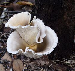 A whitish fan or funnel-shaped mushroom growing at the base of a tree.