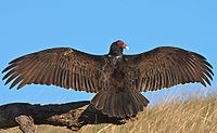 Turkey vulture.jpg