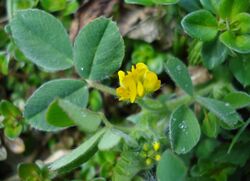 Medicago minima W.jpg