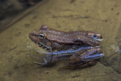 Cyprus water frog (Pelophylax cypriensis) 2.jpg