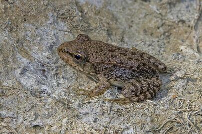 Cyprus water frog (Pelophylax cypriensis) juvenile.jpg
