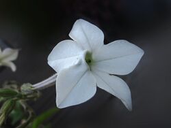Flor de la Tarde - Nicotiana longiflora (15777620092).jpg