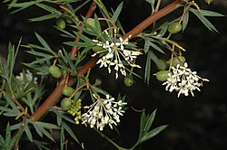 Grevillea phanerophlebia.jpg