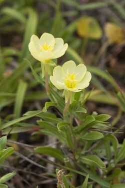 Oenothera laciniata 04.jpg
