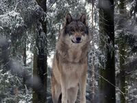 EurasianGray wolf.jpg