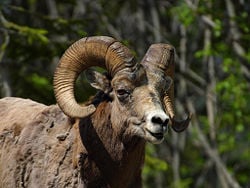 Bighorn Sheep