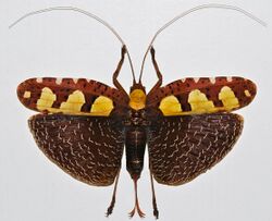 Katydid (Sanaa regalis) (8361823138).jpg