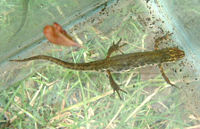 Smooth Newt (Triturus vulgaris)