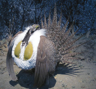 Agriculture secretary announces over $200 million in federal spending for sage grouse