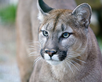 Florida proposes abandoning federal conservation plan for panthers