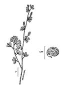 Medicago lupulina NRCS-2.jpg