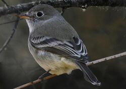 Empidonax wrightii Richard Crossley.jpg