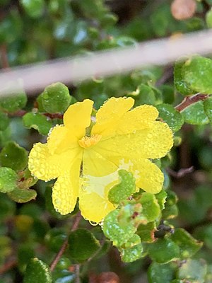 Hibbertia decumbens.jpg