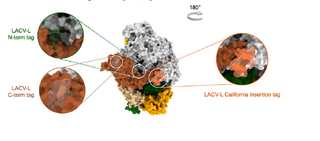 41467 2022 28428 Fig1 HTML (1) (1).png