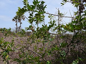 Zanthoxylum zanthoxyloides 0002.jpg