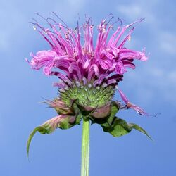 Monarda didyma 00.jpg