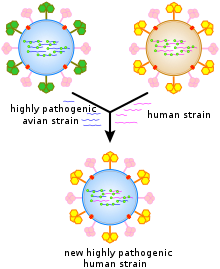 A cartoon showing how viral genes can be shuffled to form new viruses