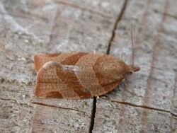 Pandemis cinnamomeana.jpg